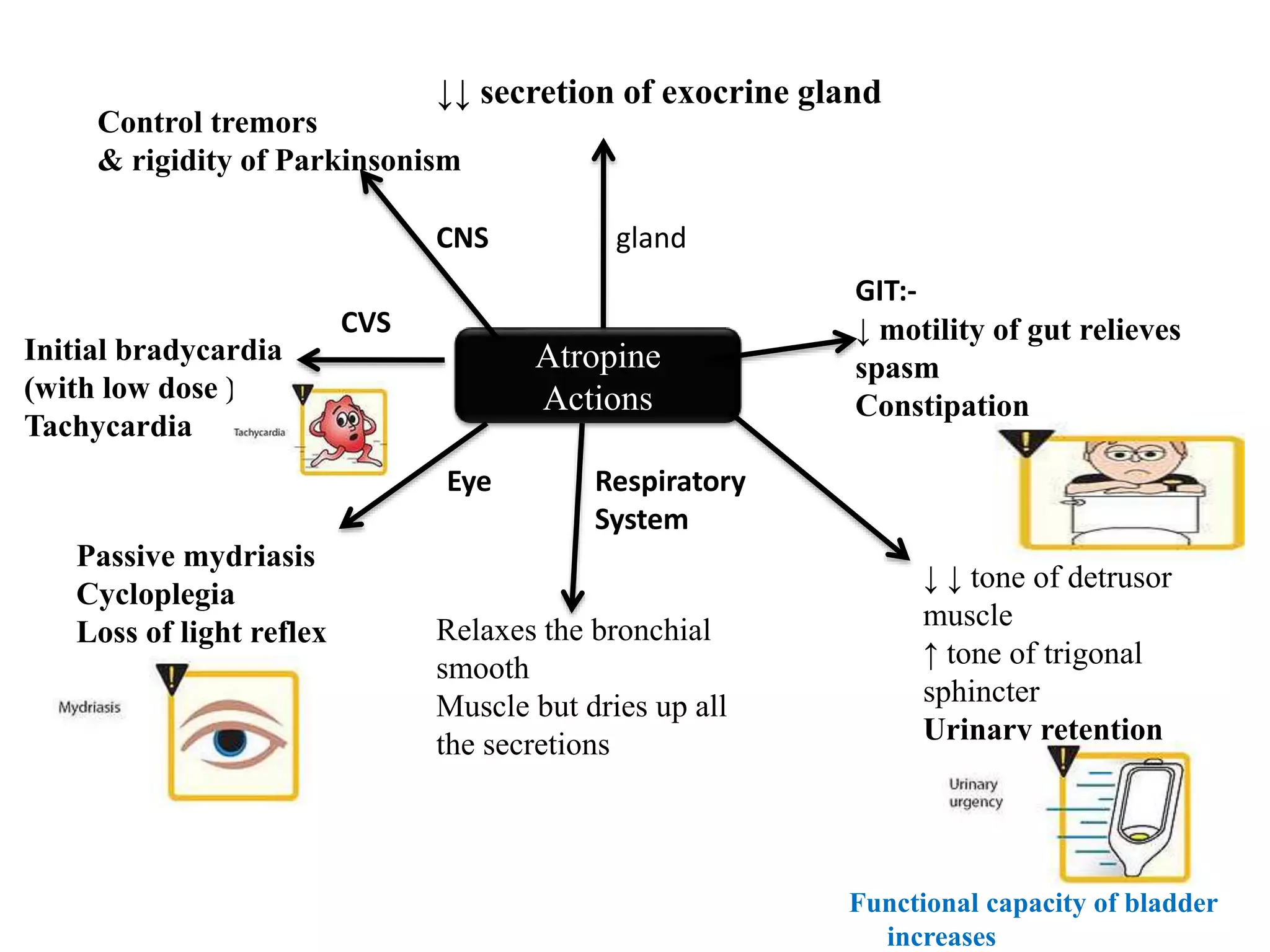 Atropine
Actions
↓↓ secretion of exocrine gland
GIT:-
↓ motility of gut relieves
spasm
Constipation
Control tremors
& rigidity of Parkinsonism
glandCNS
CVS
Initial bradycardia
(with low dose )
Tachycardia
Eye
Passive mydriasis
Cycloplegia
Loss of light reflex
Respiratory
System
Relaxes the bronchial
smooth
Muscle but dries up all
the secretions
↓ ↓ tone of detrusor
muscle
↑ tone of trigonal
sphincter
Urinary retention
Functional capacity of bladder
increases
 