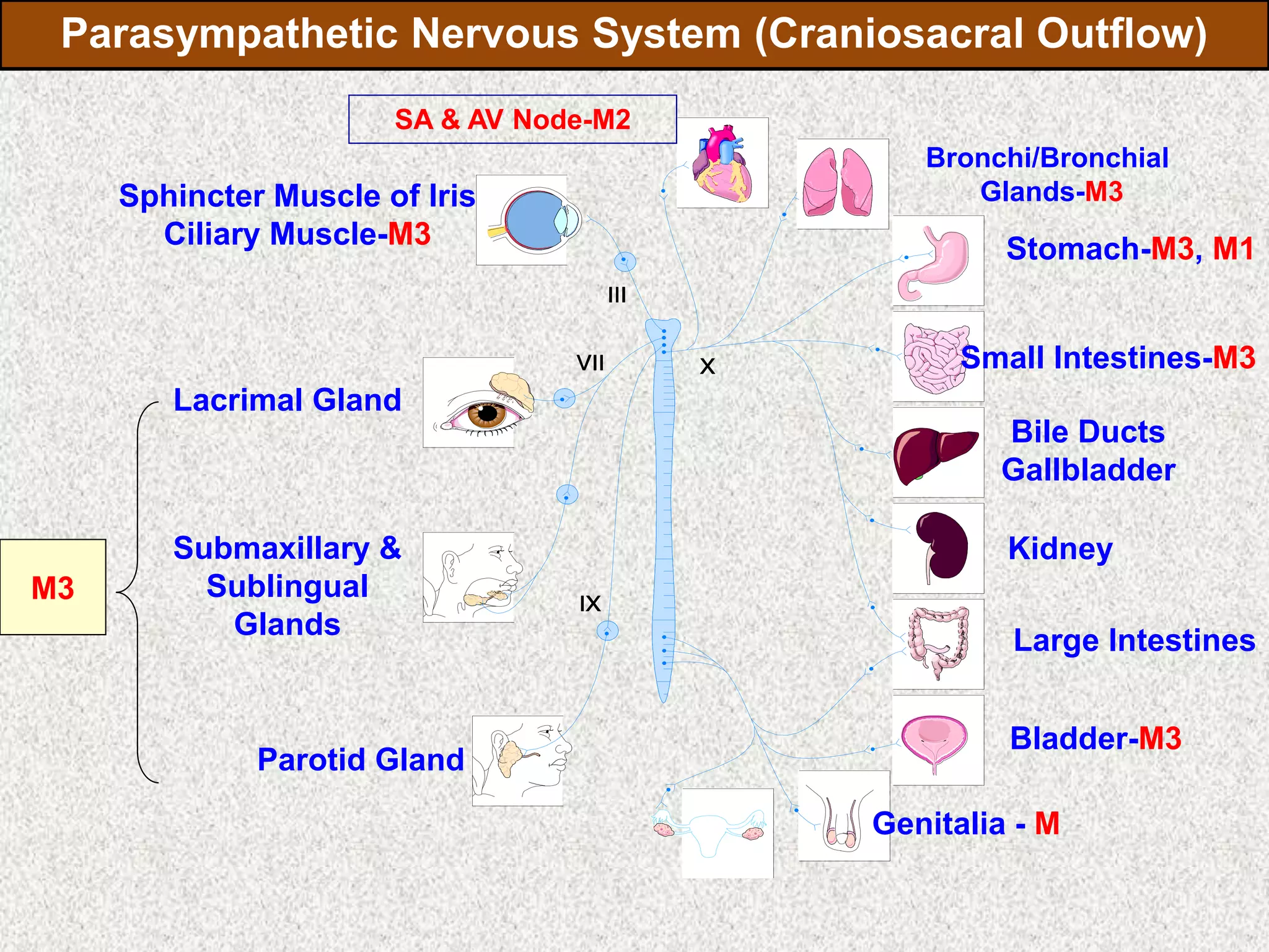 Parasympathetic Nervous System (Craniosacral Outflow)
Genitalia - M
Bladder-M3
Large Intestines
Kidney
Bile Ducts
Gallbladder
Small Intestines-M3
Stomach-M3, M1
Bronchi/Bronchial
Glands-M3
SA & AV Node-M2
Sphincter Muscle of Iris
Ciliary Muscle-M3
Lacrimal Gland
Submaxillary &
Sublingual
Glands
Parotid Gland
M3
 