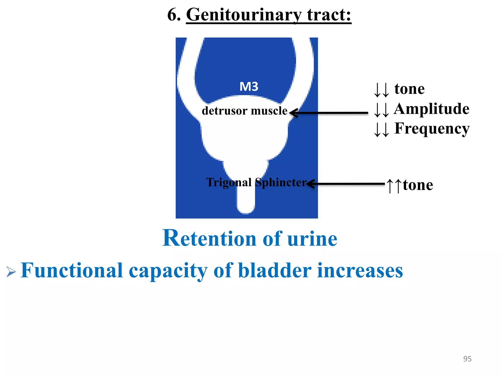 6. Genitourinary tract:
Retention of urine
 Functional capacity of bladder increases
95
↓↓ tone
↓↓ Amplitude
↓↓ Frequency
detrusor muscle
Trigonal Sphincter ↑↑tone
M3
 