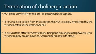 • ACh binds only briefly to the pre- or postsynaptic receptors.
• Following dissociation from the receptor, the ACh is rapidly hydrolyzed by the
enzyme acetylcholinesterase (AChE).
• To prevent the effect of Acetylcholine being too prolonged and powerful ,this
enzyme rapidly breaks down the Ach and terminates its effect.
 