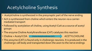 • Acetylcholine is synthesized in the presynaptic part of the nerve ending
• Ach is synthesized from choline which enters the neuron via a carrier-
mediated transport
• Followed by acetylation of choline, using Acetyl-CoA as a source of acetyl
groups
• The enzyme Choline Acetyltransferase (CAT) catalyzes this reaction
• Choline + Acetyl COA ACETYLCHOLINE
• This enzyme (CAT) is found only in cholinergic neurons. It is produced in the
cholinergic cell body and transported down the axon to the nerve endings
Choline Acetyltransferase (CAT)
 