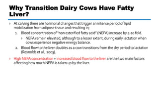› At calving there are hormonal changes that trigger an intense period of lipid
mobilization from adipose tissue and resulting in;
1. Blood concentration of “non esterified fatty acid” (NEFA) increase by 5-10 fold.
› NEFA remain elevated, although to a lesser extent, during early lactation when
cows experience negative energy balance.
2. Blood flow to the liver doubles as a cow transitions from the dry period to lactation
(Reynolds et al., 2003).
› High NEFA concentration + increased blood flow to the liver are the two main factors
affecting how much NEFA is taken up by the liver.
Why Transition Dairy Cows Have Fatty
Liver?
 