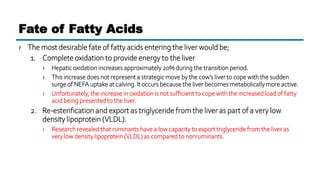 › The most desirable fate of fatty acids entering the liver would be;
1. Complete oxidation to provide energy to the liver
› Hepatic oxidation increases approximately 20% during the transition period.
› This increase does not represent a strategic move by the cow’s liver to cope with the sudden
surge of NEFA uptake at calving. It occurs because the liver becomes metabolically more active.
› Unfortunately, the increase in oxidation is not sufficient to cope with the increased load of fatty
acid being presented to the liver.
2. Re-esterification and export as triglyceride from the liver as part of a very low
density lipoprotein (VLDL).
› Research revealed that ruminants have a low capacity to export triglyceride from the liver as
very low density lipoprotein (VLDL) as compared to nonruminants.
Fate of Fatty Acids
 