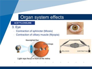 www.company.com 
Organ system effects 
ACETYLCHOLINE 
• 3. Eye 
– Contraction of sphincter (Miosis) 
– Contraction of cilliary muscle (Myopia) 
 