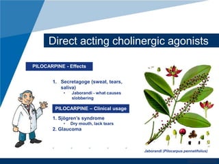 Direct acting cholinergic agonists 
Jaborandi (Pilocarpus pennatifolius) 
www.company.com 
PILOCARPINE - Effects 
1. Secretagoge (sweat, tears, 
saliva) 
• Jaborandi - what causes 
slobbering 
PILOCARPINE – Clinical usage 
1. Sjögren’s syndrome 
• Dry mouth, lack tears 
2. Glaucoma 
 