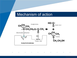 www.company.com 
Mechanism of action 
 