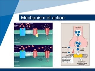 www.company.com 
Mechanism of action 
 