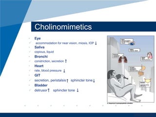 www.company.com 
Cholinomimetics 
• Eye 
 accommodation for near vision, miosis, IOP 
• Saliva 
 copious, liquid 
• Bronchi 
 constriction, secretion 
• Heart 
 rate, blood pressure 
• GIT 
 secretion, peristalsis sphincter tone 
• Bladder 
 detrusor sphincter tone 
 