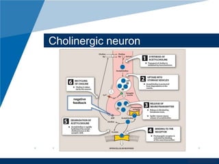 www.company.com 
Cholinergic neuron 
ATP 
ATP 
negative 
feedback 
 