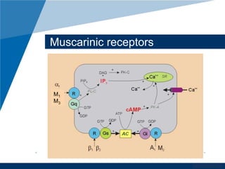 www.company.com 
Muscarinic receptors 
M1 
M3 
 