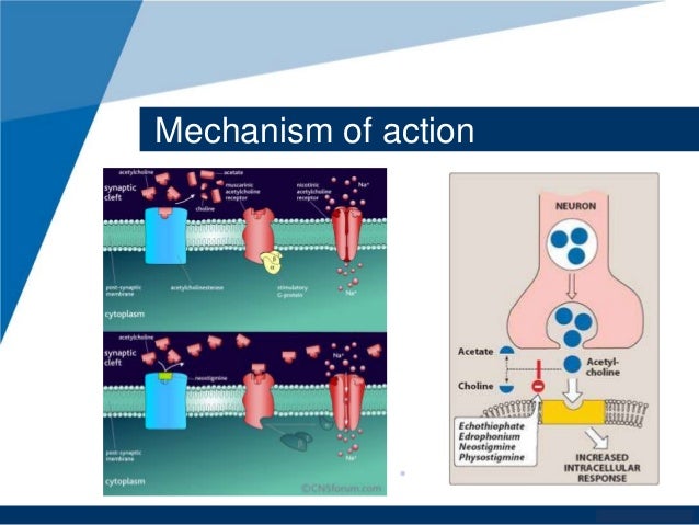 Exelon patch mechanism of action
