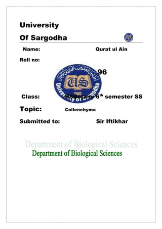 University
Of Sargodha
Name: Qurat ul Ain
Roll no:
96
Class: BSBotany 6th
semester SS
Topic: Collenchyma
Submitted to: Sir Iftikhar
 