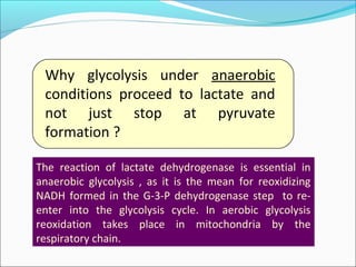 Why glycolysis under anaerobic
conditions proceed to lactate and
not just stop at pyruvate
formation ?
The reaction of lactate dehydrogenase is essential in
anaerobic glycolysis , as it is the mean for reoxidizing
NADH formed in the G-3-P dehydrogenase step to re-
enter into the glycolysis cycle. In aerobic glycolysis
reoxidation takes place in mitochondria by the
respiratory chain.
 