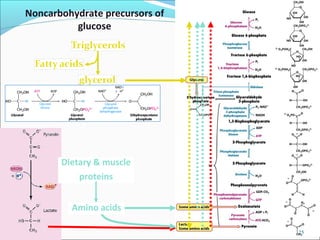 Dietary & muscle
proteins
Amino acids
Noncarbohydrate precursors of
glucose
25
 
