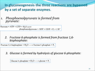 29
1. Phosphoenolpyruvate is formed from
pyruvate:
2. Fructose 6-phosphate is formed from fructose 1,6-
bisphosphate:
3. Glucose is formed by hydrolysis of glucose 6-phosphate:
 