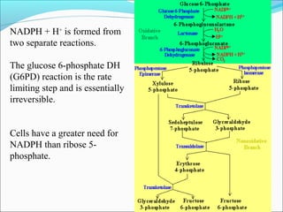 NADPH + H+
is formed from
two separate reactions.
The glucose 6-phosphate DH
(G6PD) reaction is the rate
limiting step and is essentially
irreversible.
Cells have a greater need for
NADPH than ribose 5-
phosphate.
 