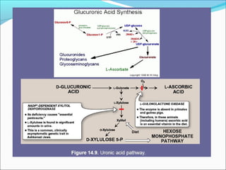 CHO metabolism
