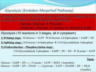 March 17, 2018 Dr. Mohamed Z Gad 7
Glycolysis occurs in all human cells. Glycolysis is believed to beGlycolysis occurs in all human cells. Glycolysis is believed to be
among the oldest of all the biochemical pathways.among the oldest of all the biochemical pathways.
Aerobic: Glucose  Pyruvate
Anaerobic: Glucose  Lactate (or ethanol & acetic
acid)Glycolysis (10 reactions in 3 stages, all in cytoplasm)
1) Priming stage: D-Glucose + 2ATP  D-fructose 1,6-biphosphate + 2ADP + 2H+
2) Splitting stage : D-Fructose 1,6-biphosphate  2 D-Glyceraldehyde 3-phosphate
3) Oxidoreduction – Phosphorylation stage:
2 D-Glyceraldehyde 3-phosphate + 4ADP + 2Pi + 2H+  2Lactate + 4ATP
-----------------------------------------------------------------------------
Sum:
Glucose + 2ADP + 2Pi ----- 2 Lactate + 2ATP + 2H2O (Anaerobic)
Glucose + 2ADP + 2Pi + 2NAD+
---- 2 pyruvate + 2ATP + 2NADH + 2H+
+ 2H2O
(Aerobic)
 