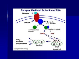 CHO metabolism206-2005.ppt