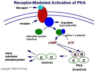 CHO metabolism206-2005.ppt