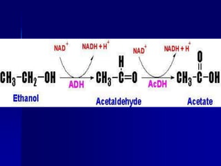 CHO metabolism206-2005.ppt