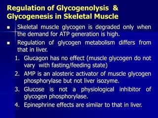 Regulation of Glycogenolysis &
Glycogenesis in Skeletal Muscle
 Skeletal muscle glycogen is degraded only when
the demand for ATP generation is high.
 Regulation of glycogen metabolism differs from
that in liver.
1. Glucagon has no effect (muscle glycogen do not
vary with fasting/feeding state)
2. AMP is an alosteric activator of muscle glycogen
phosphorylase but not liver isozyme.
3. Glucose is not a physiological inhibitor of
glycogen phosphorylase.
4. Epinephrine effects are similar to that in liver.
 