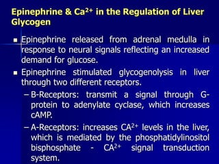 Epinephrine & Ca2+ in the Regulation of Liver
Glycogen
 Epinephrine released from adrenal medulla in
response to neural signals reflecting an increased
demand for glucose.
 Epinephrine stimulated glycogenolysis in liver
through two different receptors.
– B-Receptors: transmit a signal through G-
protein to adenylate cyclase, which increases
cAMP.
– Α-Receptors: increases CA2+ levels in the liver,
which is mediated by the phosphatidylinositol
bisphosphate - CA2+ signal transduction
system.
 