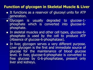 Function of glycogen in Skeletal Muscle & Liver
 It functions as a reservoir of glucosyl units for ATP
generation.
 Glycogen is usually degraded to glucose-1-
phosphate which is converted into glucose-6-
phosphate.
 In skeletal muscles and other cell types, glucose-6-
phosphate is used by the cell to produce ATP
(Absence of glucose-6-phosphatase).
 In liver, glycogen serves a very different purpose.
Liver glycogen is the first and immediate source of
glucose for the maintenance of blood glucose
level. In liver, glucose-6-phosphate is converted to
free glucose by G-6-phosphatase, present only
liver and kidneys.
 