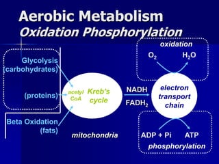 electron
transport
chain
Aerobic Metabolism
Oxidation Phosphorylation
Kreb’s
cycle
Glycolysis
(carbohydrates)
(proteins)
Beta Oxidation
(fats)
NADH
FADH2
O2 H2O
ADP + Pi ATP
acetyl
CoA
mitochondria
oxidation
phosphorylation
 