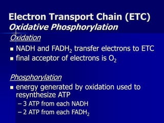 Electron Transport Chain (ETC)
Oxidative Phosphorylation
Oxidation
 NADH and FADH2 transfer electrons to ETC
 final acceptor of electrons is O2
Phosphorylation
 energy generated by oxidation used to
resynthesize ATP
– 3 ATP from each NADH
– 2 ATP from each FADH2
 