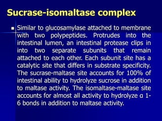 Sucrase-isomaltase complex
 Similar to glucosamylase attached to membrane
with two polypeptides. Protrudes into the
intestinal lumen, an intestinal protease clips in
into two separate subunits that remain
attached to each other. Each subunit site has a
catalytic site that differs in substrate specificity.
The sucrase-maltase site accounts for 100% of
intestinal ability to hydrolyze sucrose in addition
to maltase activity. The isomaltase-maltase site
accounts for almost all activity to hydrolyze α 1-
6 bonds in addition to maltase activity.
 