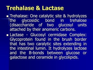 Trehalase & Lactase
 Trehalase: One catalytic site & hydrolyzes
the glycosidic bond in trehalose
(disaccharide of two glucosyl units
attached by their anomeric carbons.
 Lactase - Glucosyl cermidase Complex:
Glycoprotein found in the brush border
that has two caralytic sites extending in
the intestinal lumin. It hydrolyzes lactose
and the B-bonds between glucose or
galactose and ceramide in glycolipids.
 