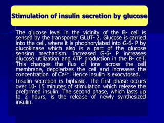  The glucose level in the vicinity of the B- cell is
sensed by the transporter GLUT- 2. Glucose is carried
into the cell, where it is phophorylated into G-6- P by
glucokinase which also is a part of the glucose
sensing mechanism. Increased G-6- P increases
glucose utilization and ATP production in the B- cell.
This changes the flux of ions across the cell
membrane, depolarizes the cell and increases the
concentration of Ca2+. Hence insulin is exocytosed.
 Insulin secretion is biphasic. The first phase occurs
over 10- 15 minutes of stimulation which release the
preformed insulin. The second phase, which lasts up
to 2 hours, is the release of newly synthesized
insulin.
Stimulation of insulin secretion by glucose
 