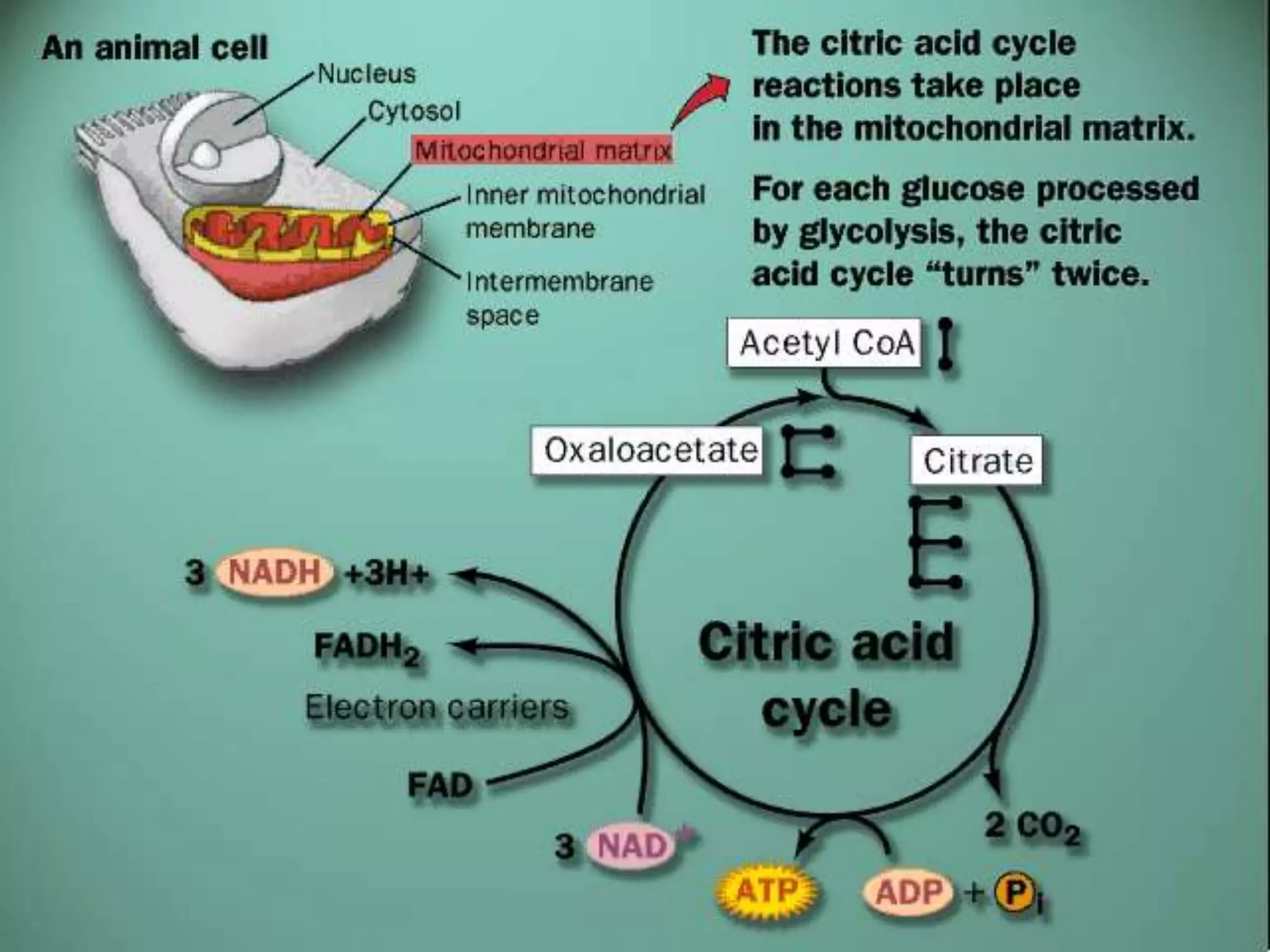 CHO metabolism MDBC803.ppt
