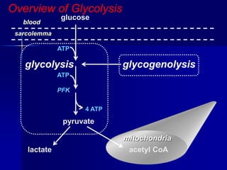 glucose
ATP
ATP
PFK
4 ATP
pyruvate
lactate acetyl CoA
mitochondria
glycogenolysis
sarcolemma
blood
glycolysis
Overview of Glycolysis
 