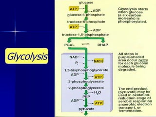Glycolysis
 