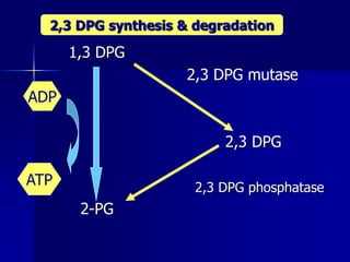 1,3 DPG
2,3 DPG mutase
2,3 DPG
2,3 DPG phosphatase
2-PG
2,3 DPG synthesis & degradation
ADP
ATP
 