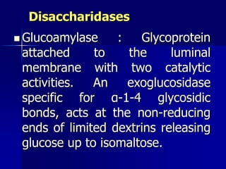 Disaccharidases
 Glucoamylase : Glycoprotein
attached to the luminal
membrane with two catalytic
activities. An exoglucosidase
specific for α-1-4 glycosidic
bonds, acts at the non-reducing
ends of limited dextrins releasing
glucose up to isomaltose.
 