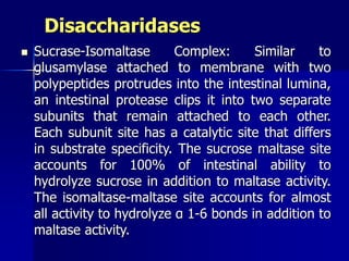 Disaccharidases
 Sucrase-Isomaltase Complex: Similar to
glusamylase attached to membrane with two
polypeptides protrudes into the intestinal lumina,
an intestinal protease clips it into two separate
subunits that remain attached to each other.
Each subunit site has a catalytic site that differs
in substrate specificity. The sucrose maltase site
accounts for 100% of intestinal ability to
hydrolyze sucrose in addition to maltase activity.
The isomaltase-maltase site accounts for almost
all activity to hydrolyze α 1-6 bonds in addition to
maltase activity.
 