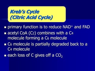  primary function is to reduce NAD+ and FAD
 acetyl CoA (C2) combines with a C4
molecule forming a C6 molecule
 C6 molecule is partially degraded back to a
C4 molecule
 each loss of C gives off a CO2
Kreb’s Cycle
(Citric Acid Cycle)
 