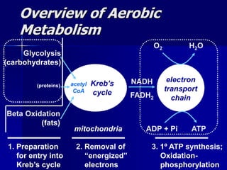 electron
transport
chain
Overview of Aerobic
Metabolism
Kreb’s
cycle
(proteins)
NADH
FADH2
O2 H2O
ADP + Pi ATP
acetyl
CoA
1. Preparation
for entry into
Kreb’s cycle
2. Removal of
“energized”
electrons
3. 1º ATP synthesis;
Oxidation-
phosphorylation
mitochondria
Beta Oxidation
(fats)
Glycolysis
(carbohydrates)
 