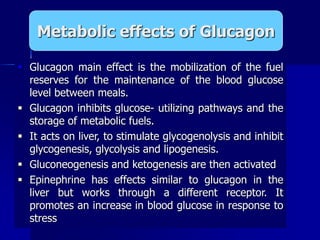  Glucagon main effect is the mobilization of the fuel
reserves for the maintenance of the blood glucose
level between meals.
 Glucagon inhibits glucose- utilizing pathways and the
storage of metabolic fuels.
 It acts on liver, to stimulate glycogenolysis and inhibit
glycogenesis, glycolysis and lipogenesis.
 Gluconeogenesis and ketogenesis are then activated
 Epinephrine has effects similar to glucagon in the
liver but works through a different receptor. It
promotes an increase in blood glucose in response to
stress
Metabolic effects of Glucagon
 