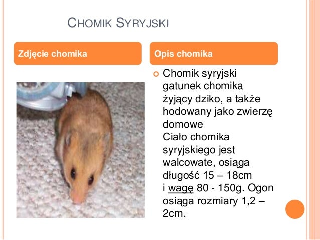 Chomiczki