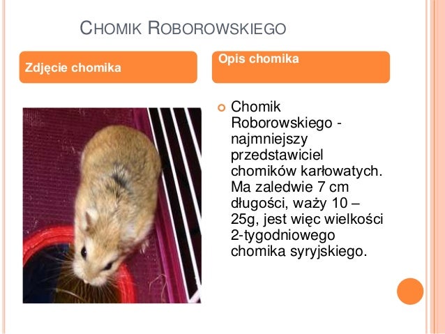 Chomiczki