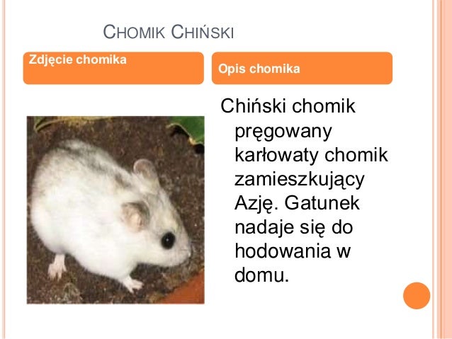Chomiczki