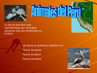 Animales del Perú La fauna peruana esta representada por animales autocnos que son pretejidos en el Perú  ,la fauna lo podemos clasificar en: Fauna terrestre Fauna acuática Fauna terrestre 
