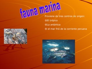 fauna marina Proviene de tres centros de origen: El trópico La antártica el mar frió de la corriente peruana