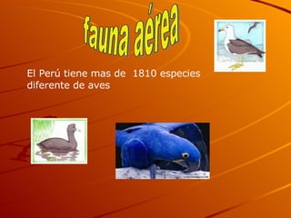 fauna aérea El Perú tiene mas de 1810 especies diferente de aves