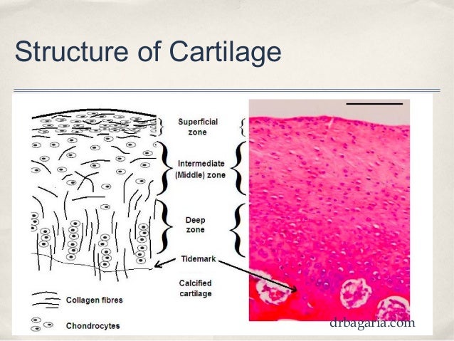 cartilage diagram chondral injuries current concepts in management cartilage diagram chondral injuries current concepts in management