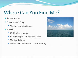 Where Can You Find Me? In the water! Skates and Rays Warm, temperate seas Sharks Cold, deep, water Favorite spot:  the ocean floor Marine habitat Move towards the coast for feeding 